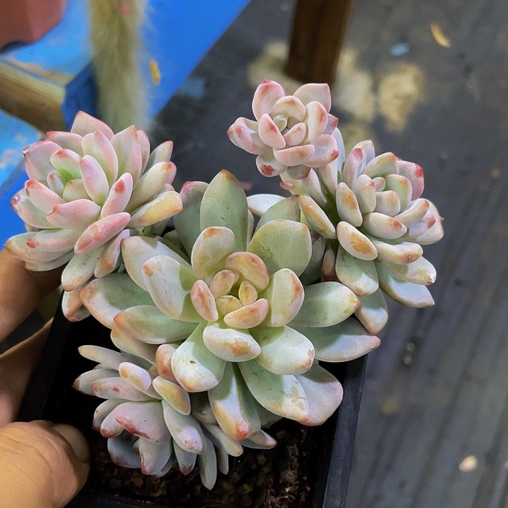 星星雪哦哦哦哦哦哦哦