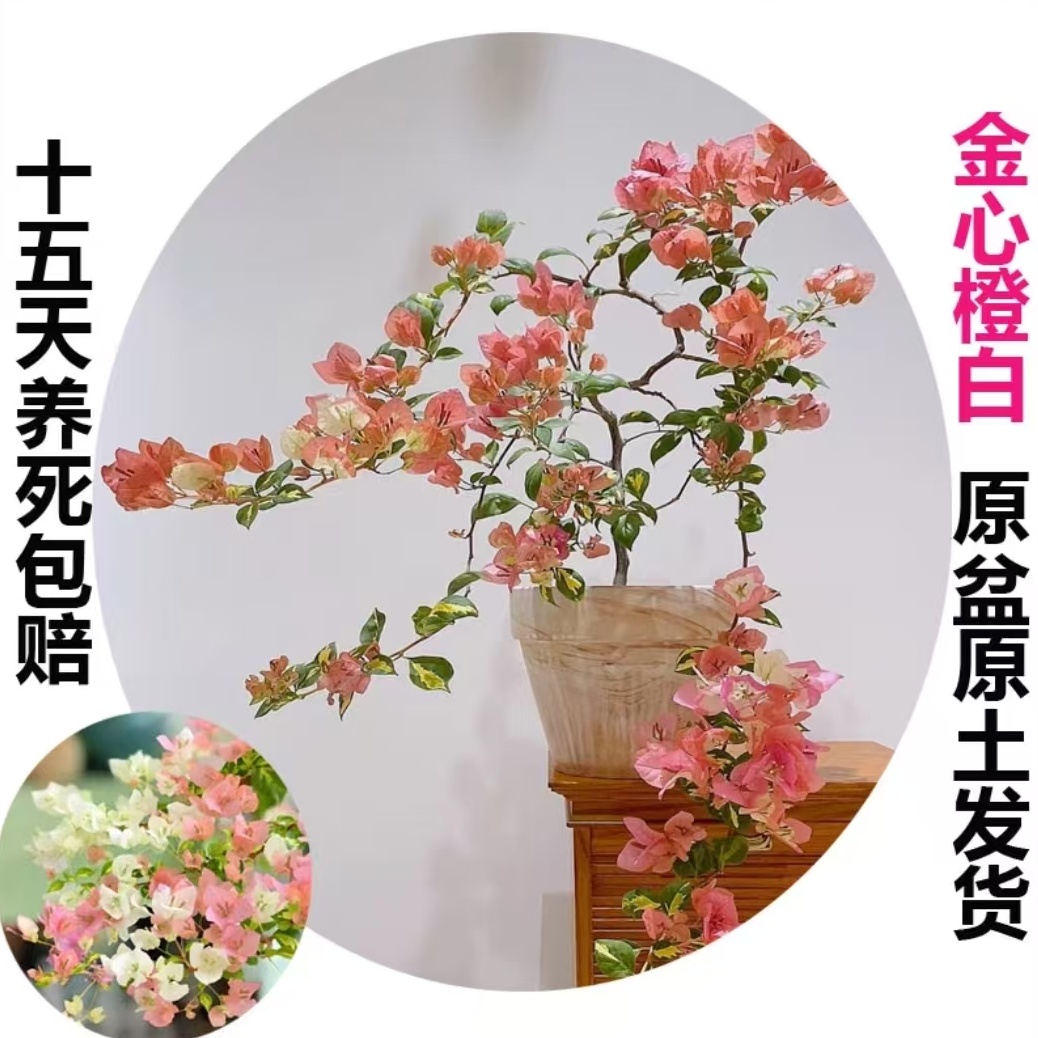 金心橙白（三角梅）原生大苗四季开花老桩爬藤植物