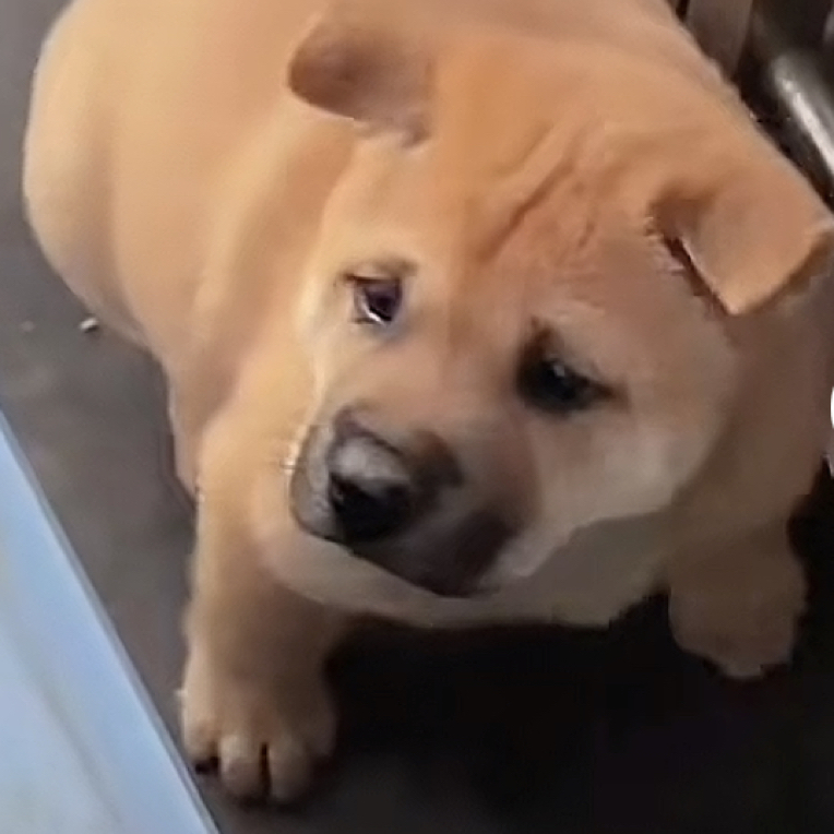 广西田园犬活体宠物