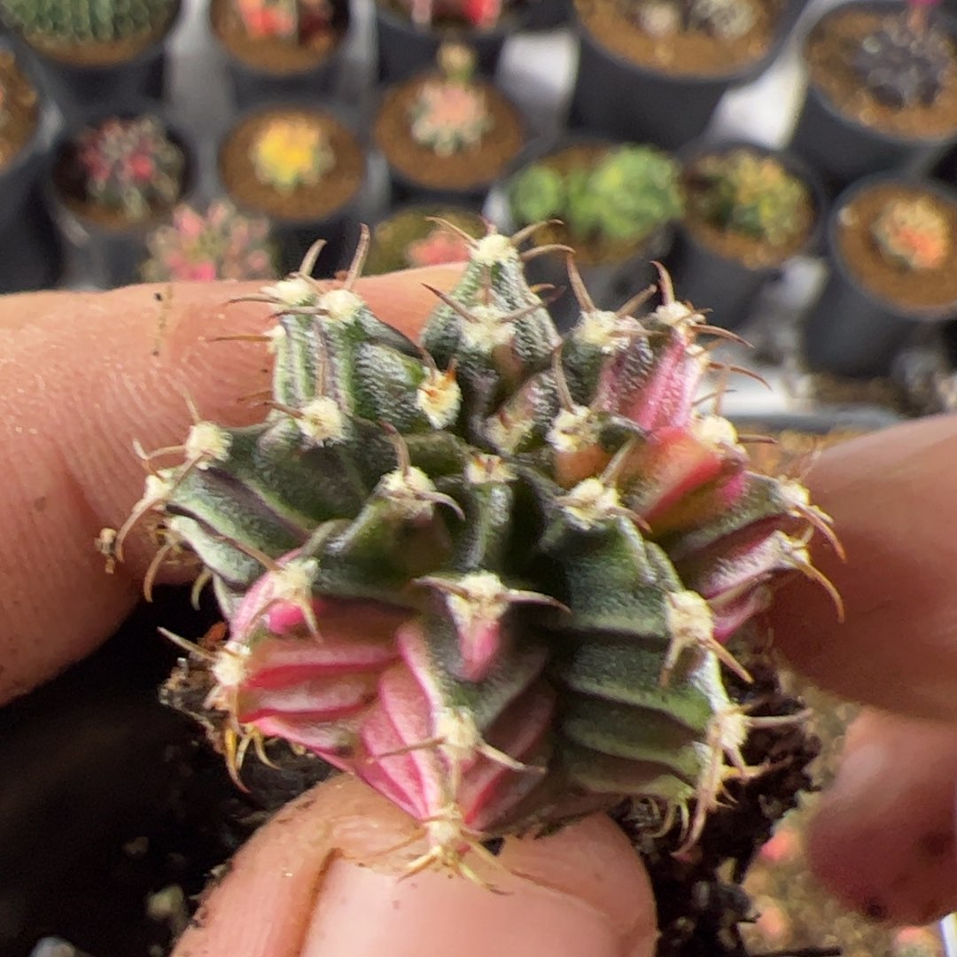 当前无花栽培后可以开花478