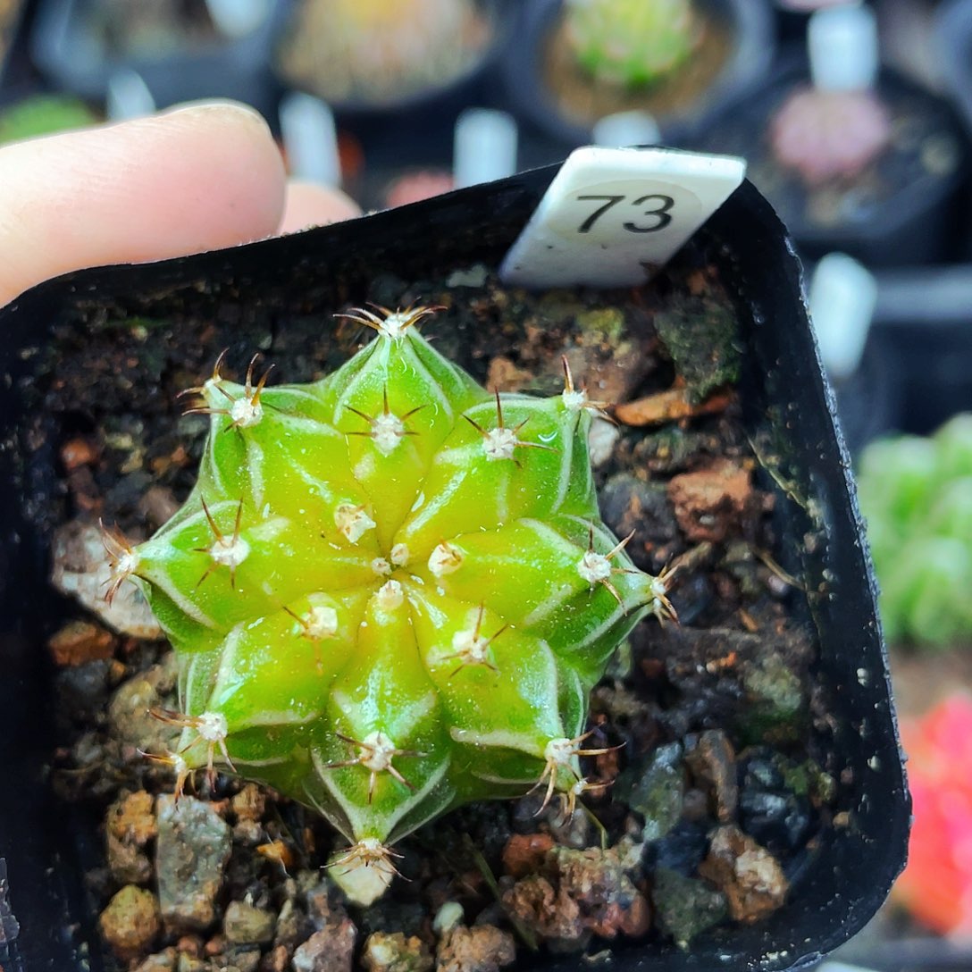 非偏远地区满25包邮仙人球