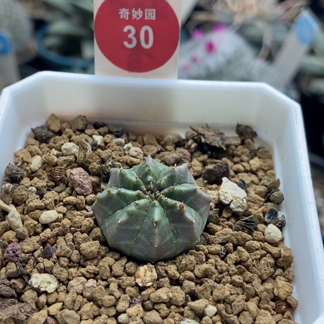 实生紫皮法丽达2.5cm