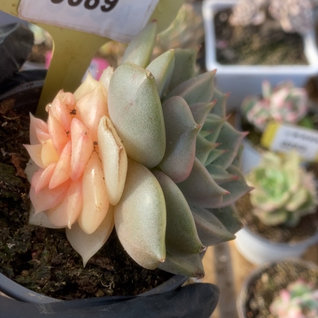 589贝加尔湖锦锦锦锦