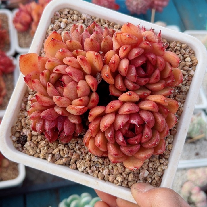 精品多肉植物老桩