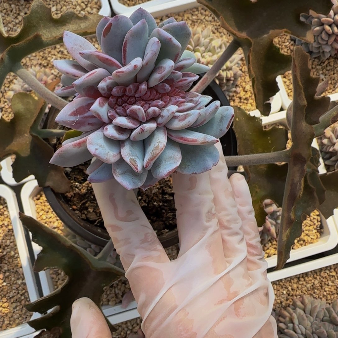 三*c c c c c c c c c 14