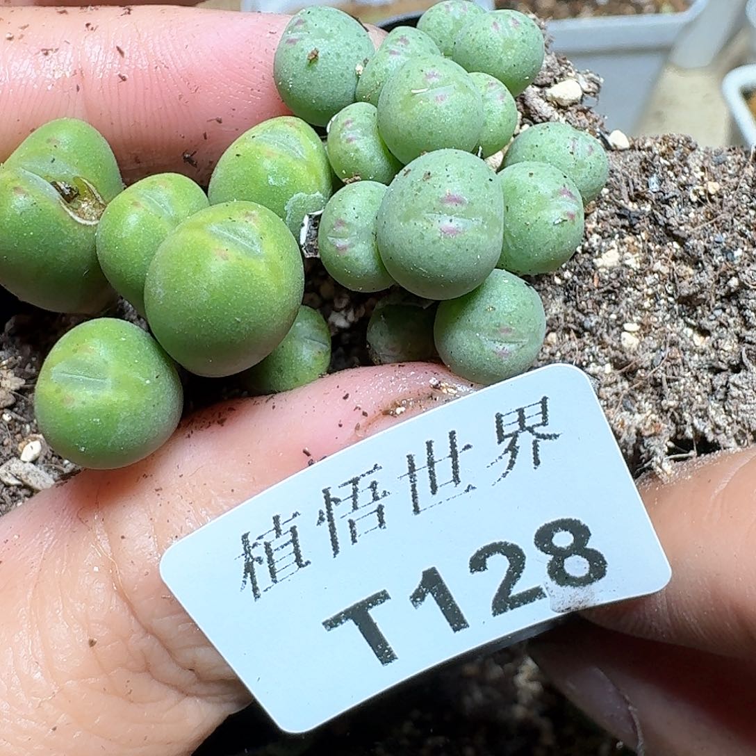 128盒多肉植物哇cv