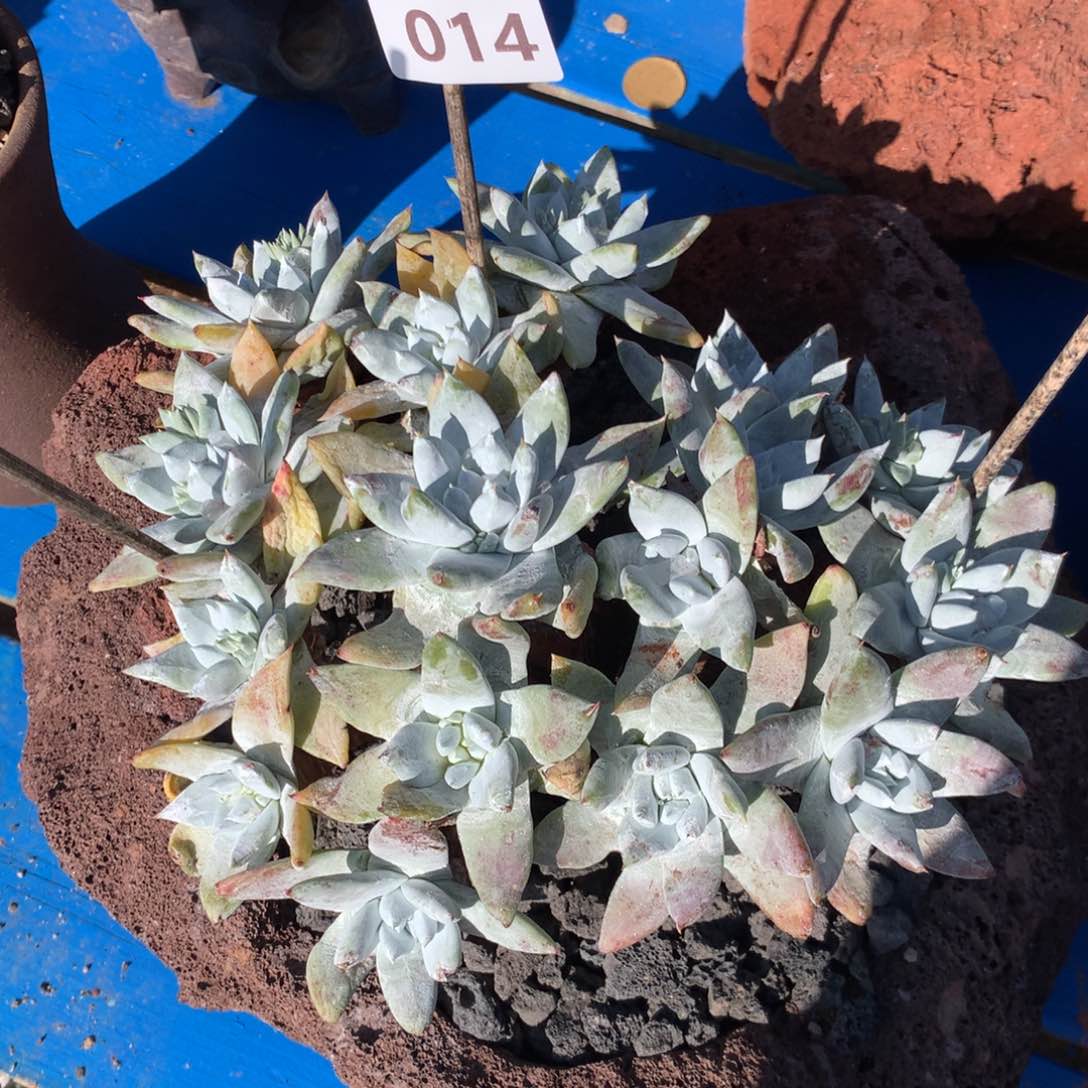 拇指杂，2月8日发货