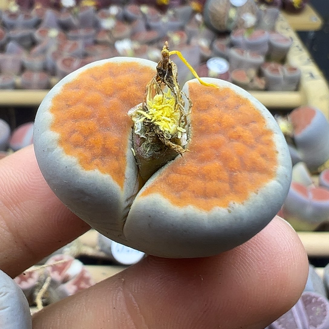 1752生石花我特别喜欢的款生石花