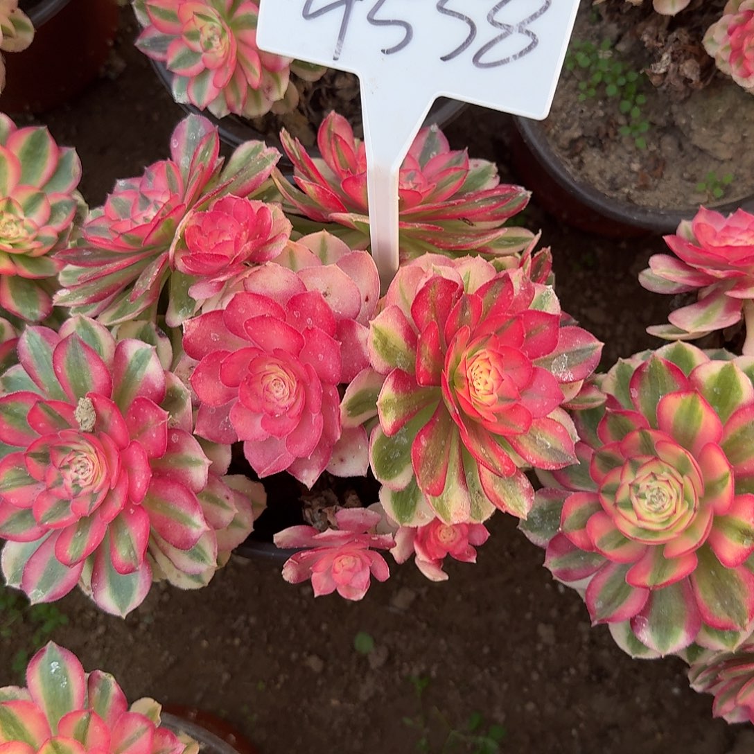 4558倾城多肉法师多肉