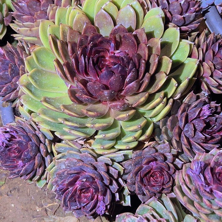 梅***夕888888888888888888