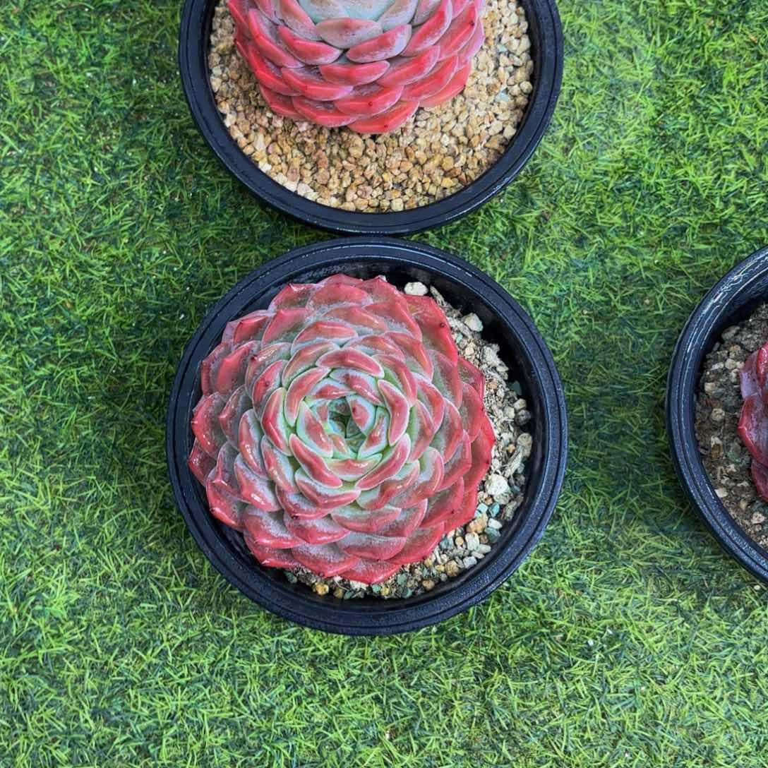 ?***剧冰魄类，年后发货