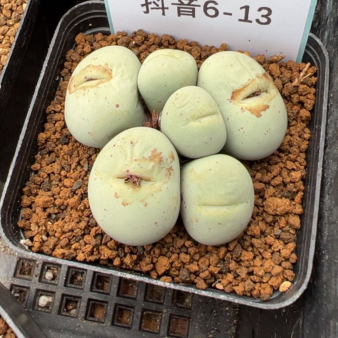 6-13肉锥多肉植物