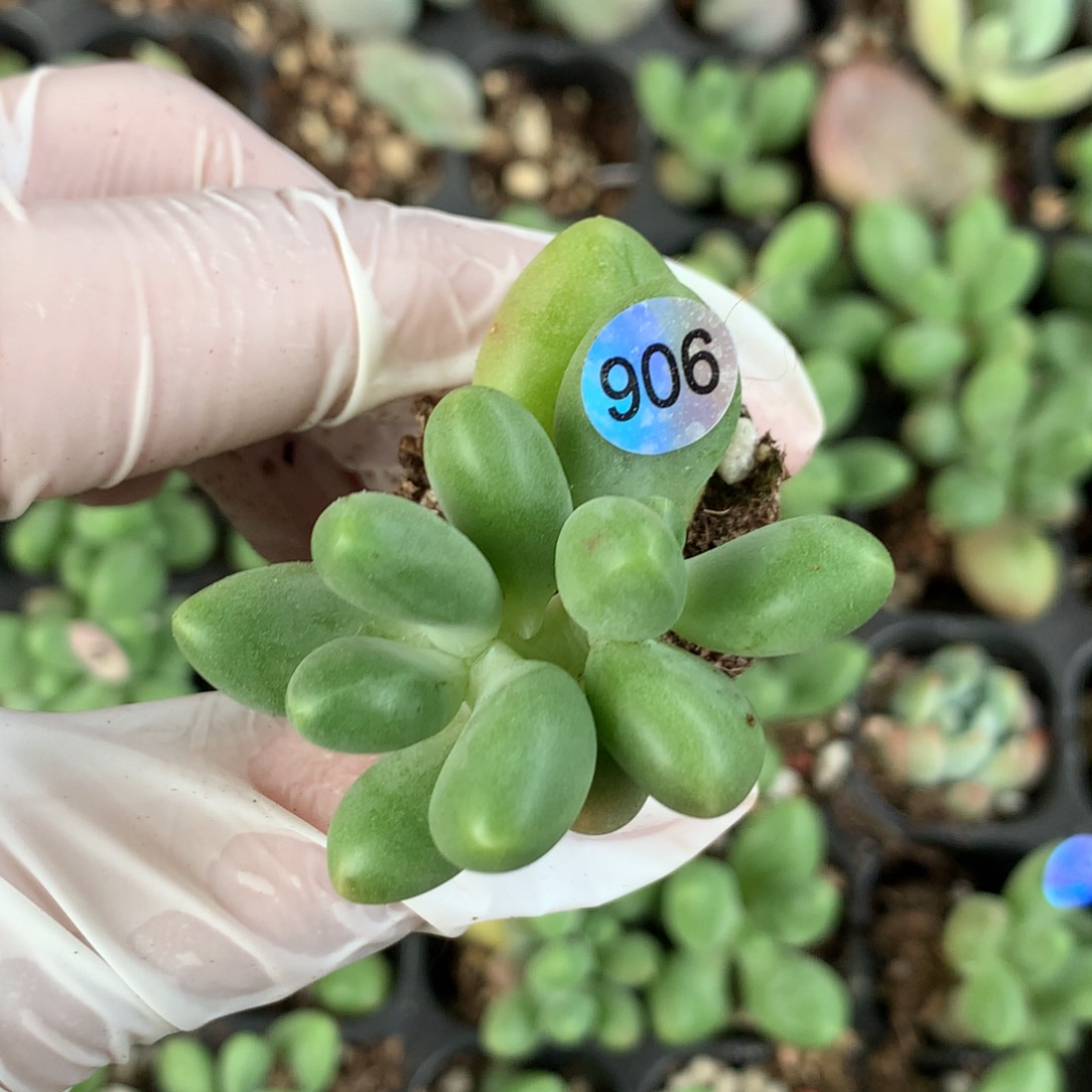 芒果叶插哈哈哈哈哈哈哈哈哈906