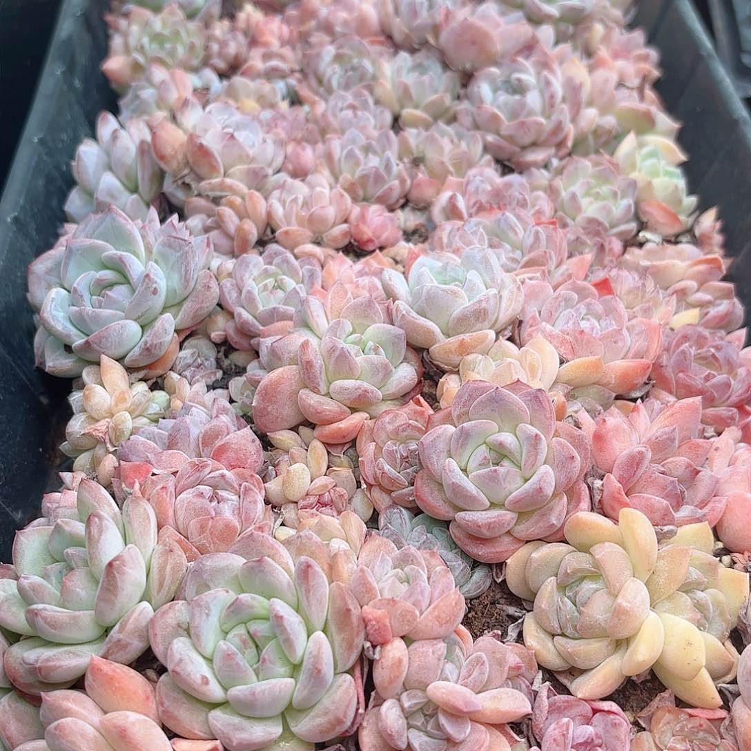 如图品质切糕一整盘 新疆西藏内蒙不发货