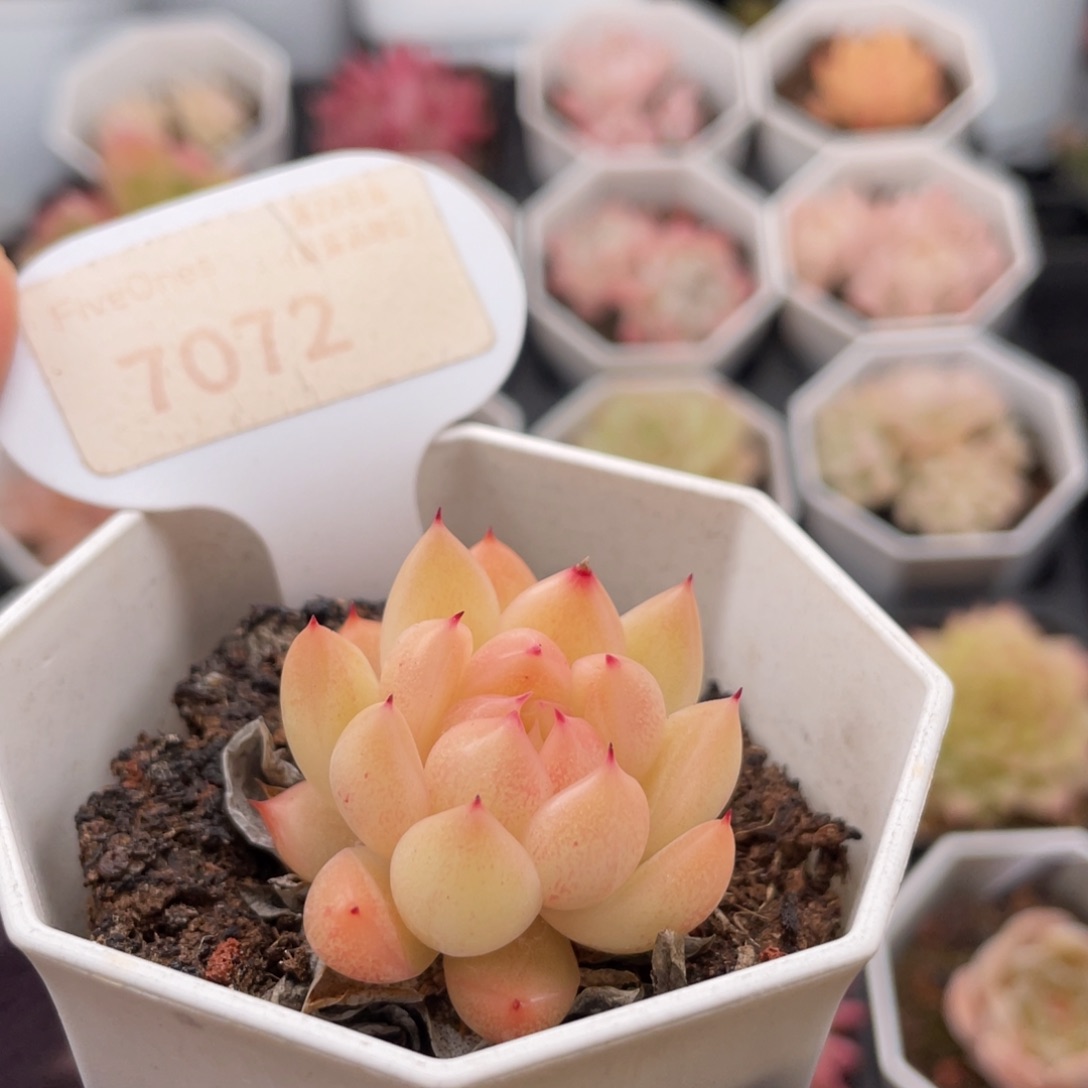 闪光7072-3.5厘米