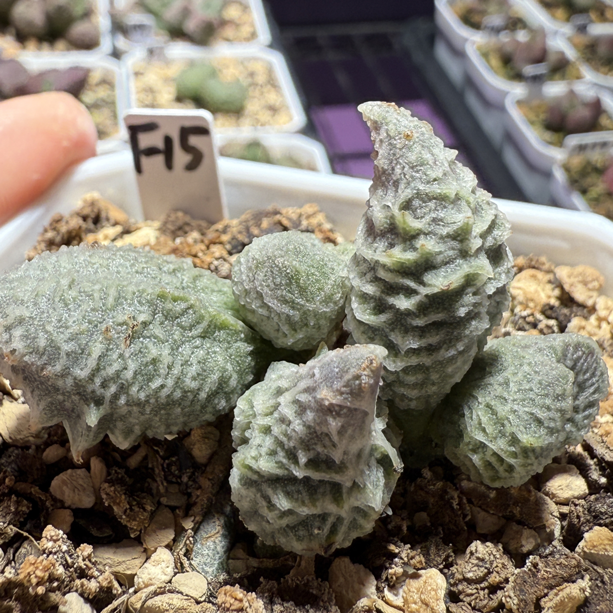 倒刺成株水泡，带盆发货满88包顺丰