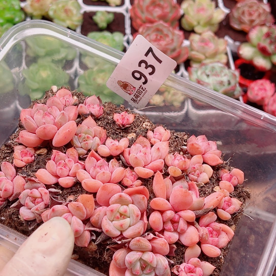 多肉植物多肉植物