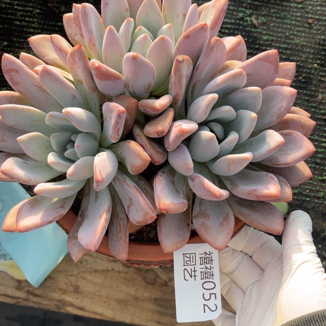 052奥普多肉植物……