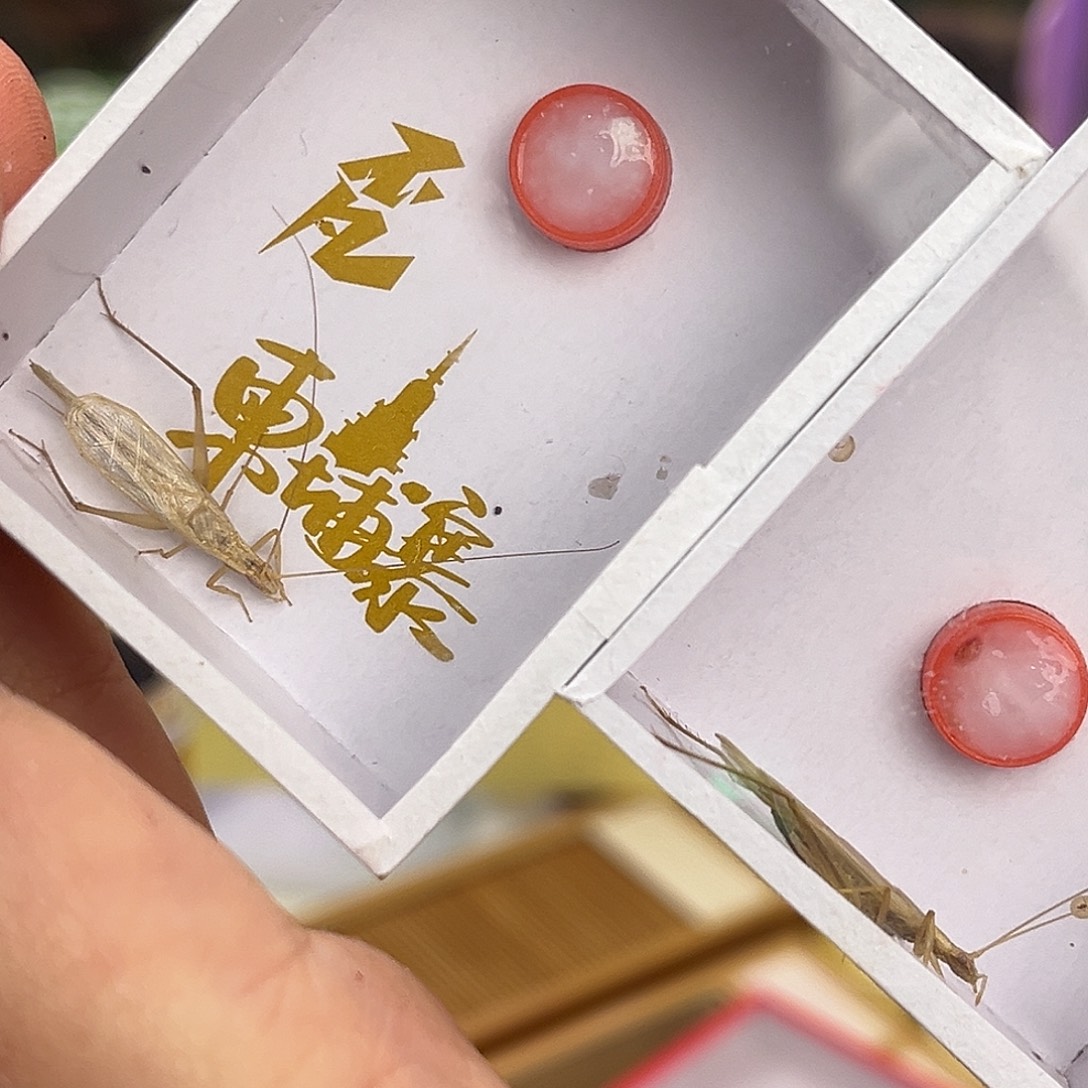 3条长须柬竹哈哈哈