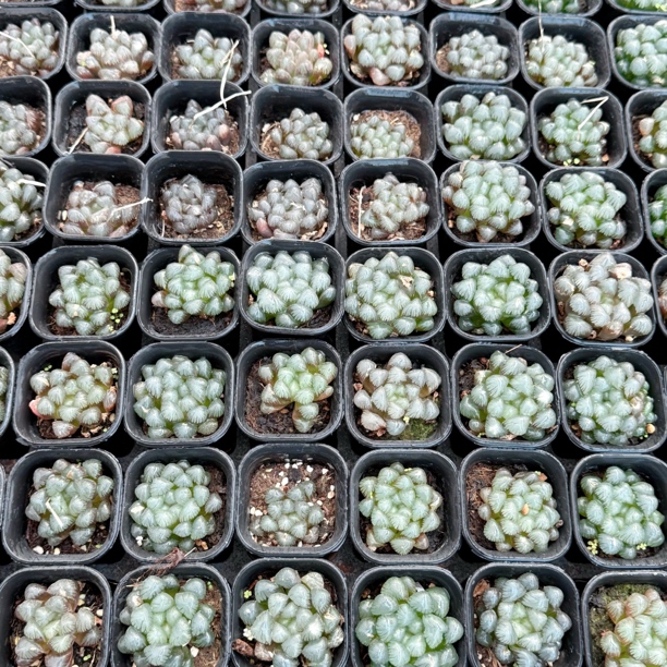 瑕疵特丸特紫玉露多肉植物一颗
