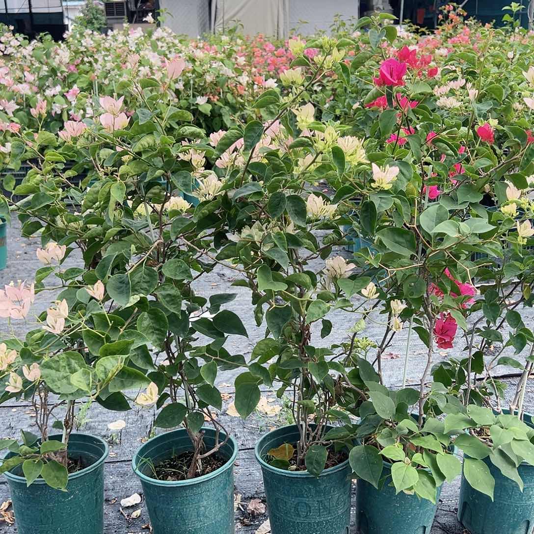 当前无花栽培后可以开花五宝一棵