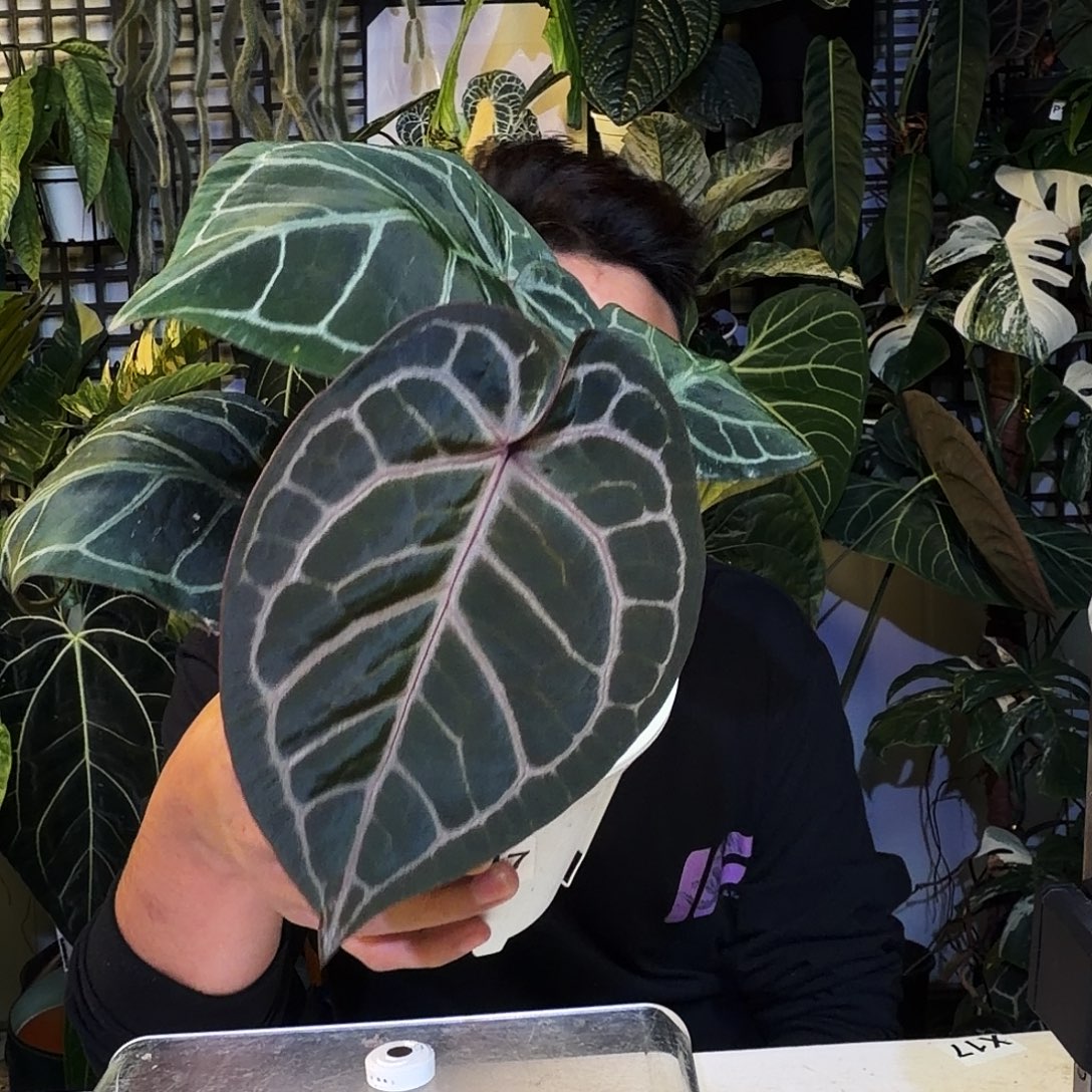 完全开放X117紫铜