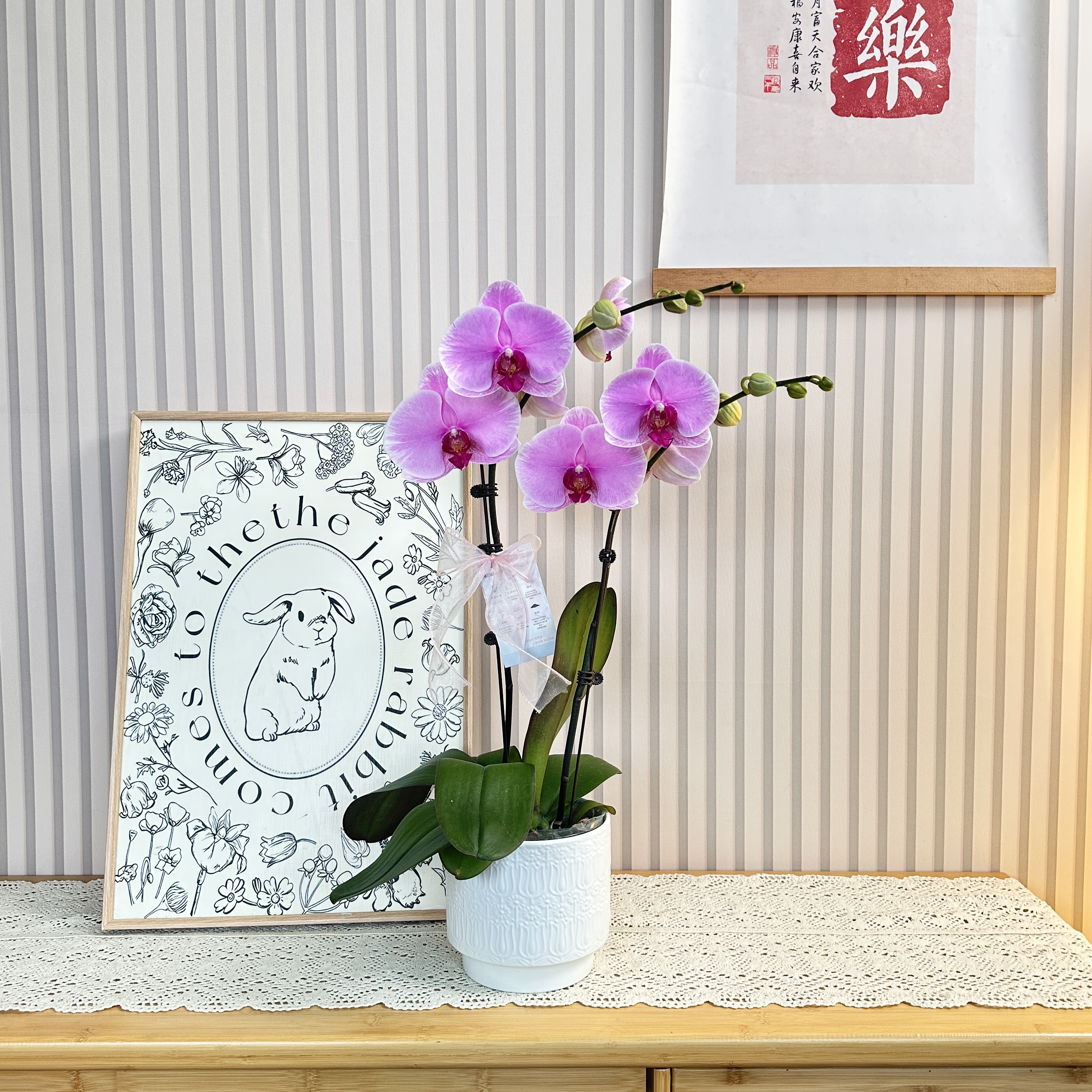 【温文尔雅】粉色大花蝴蝶兰 室内装饰花卉 源头基地直发