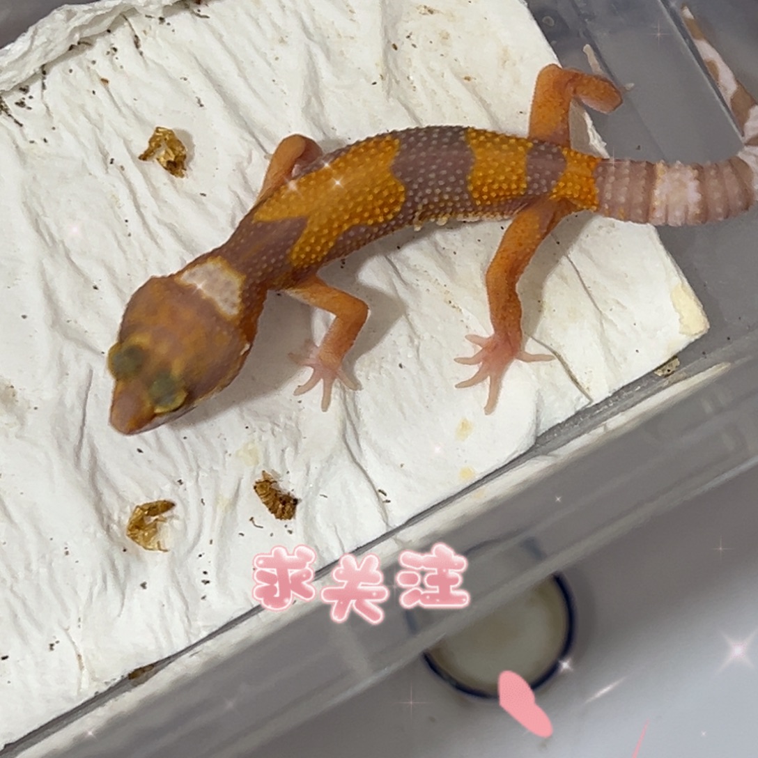 豹纹守宫任意挑选豹纹苗子