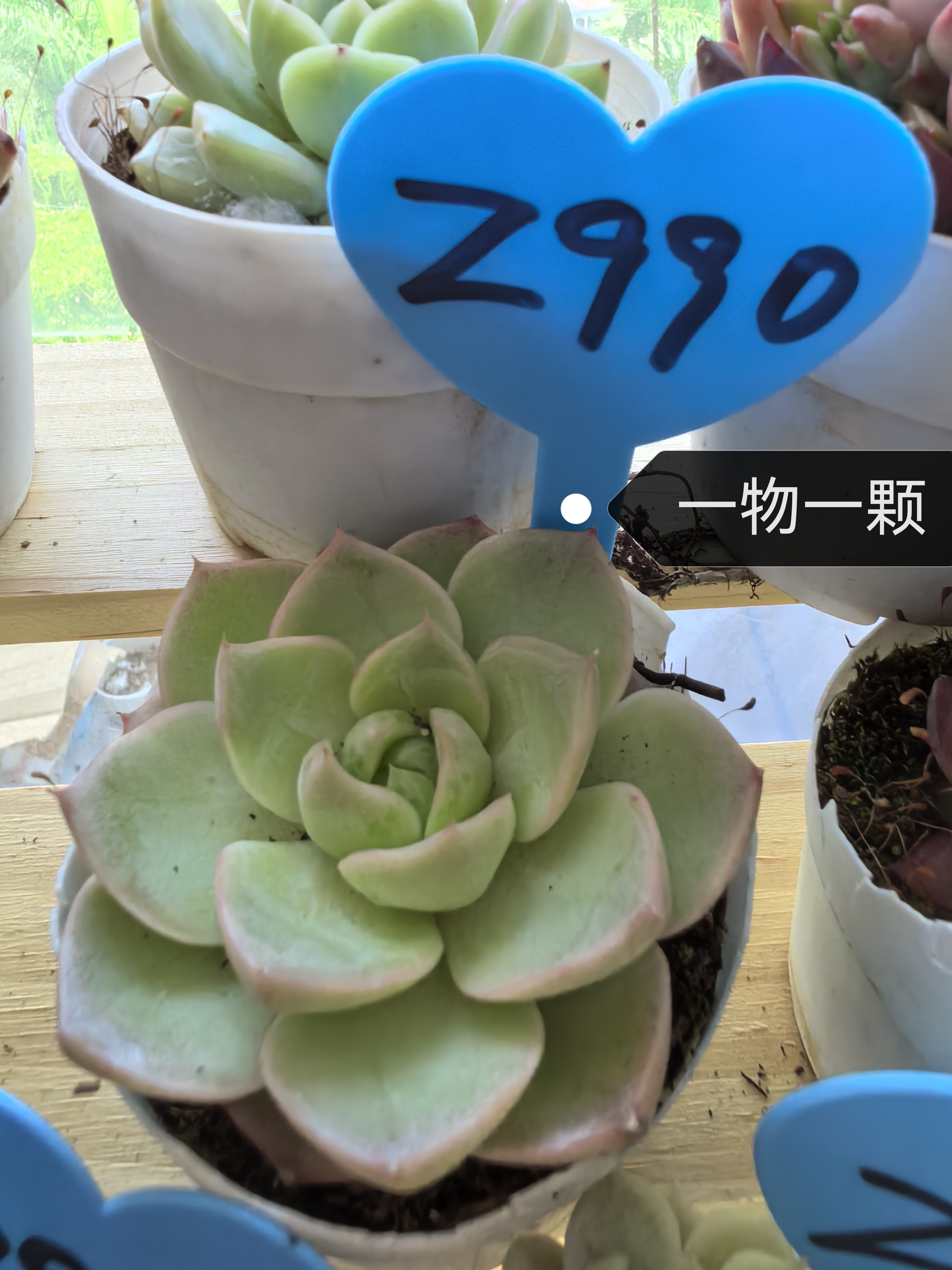 带盆栽好美观的多肉植物可净化空气适合室内摆放