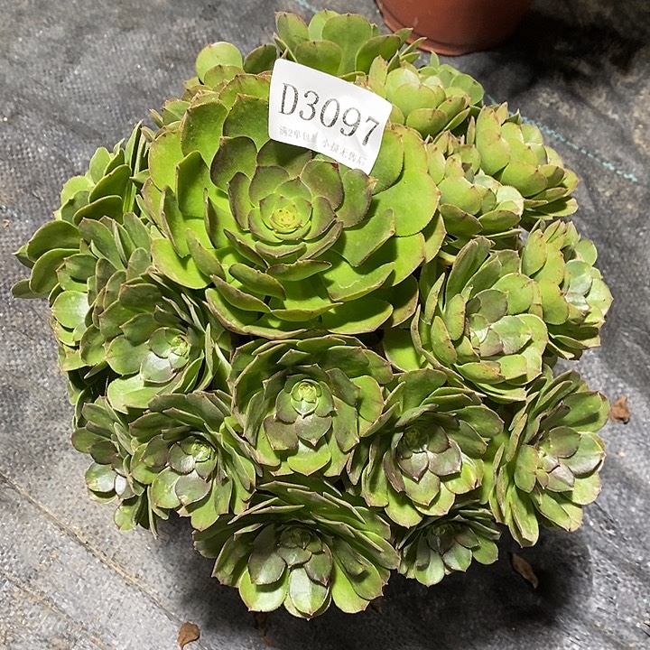 3097红心万圣节多肉