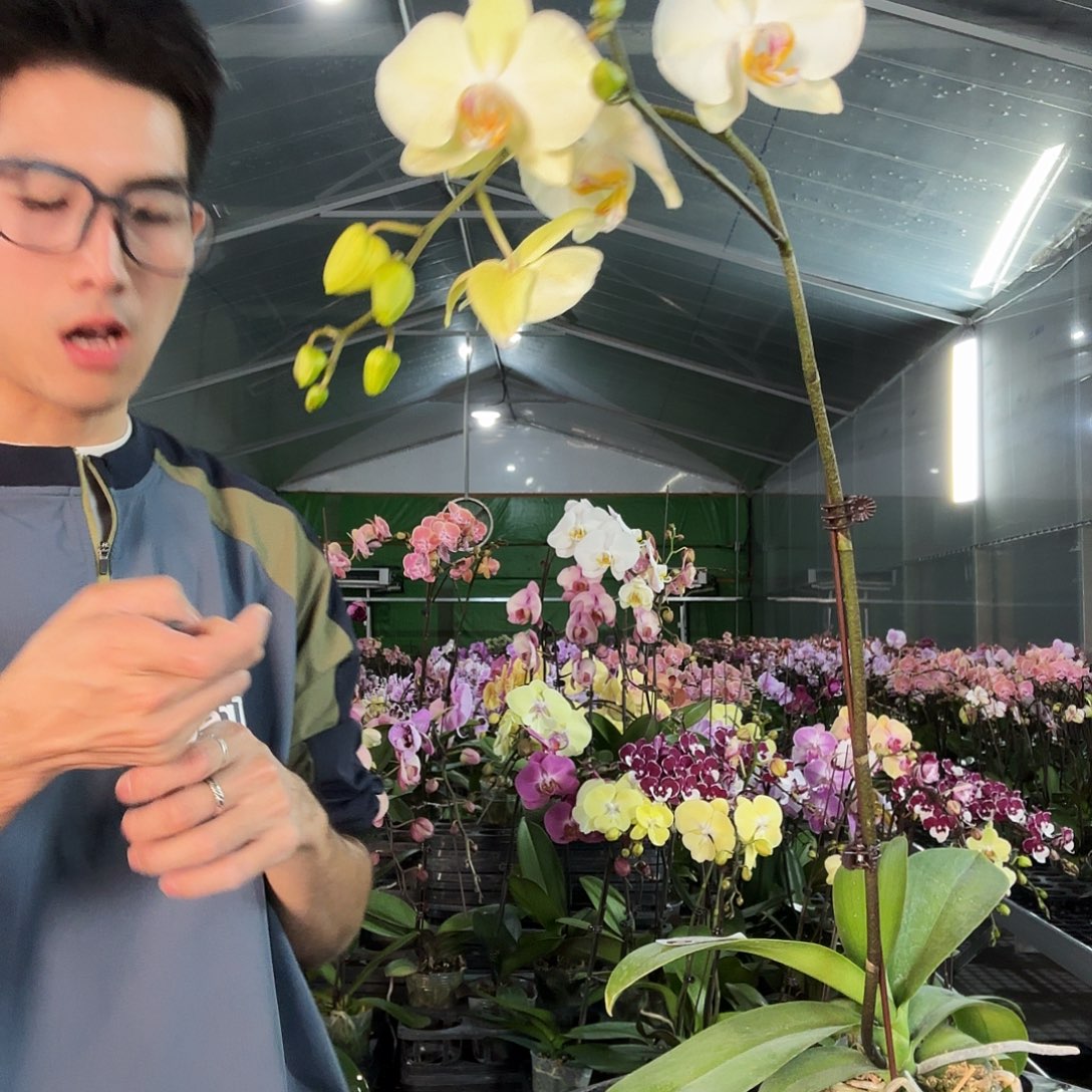 完全开放680实生一棵