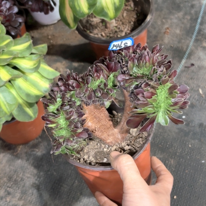 绿欧缀小迷你缀1468一物一拍法师多肉