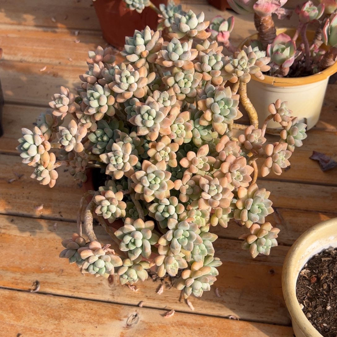 多肉奶酪蛋糕【非偏远满18包邮】