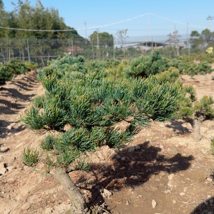 无花朵闻**床f h n k