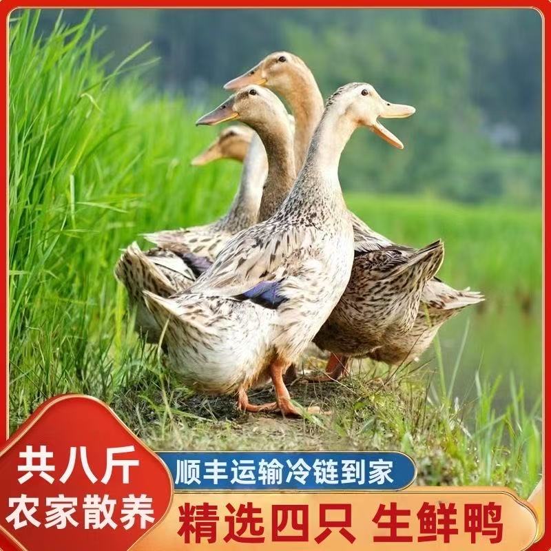 精选四只农家放养土鸭麻鸭商用批发炖汤红烧鸭无掌翅无内脏顺丰