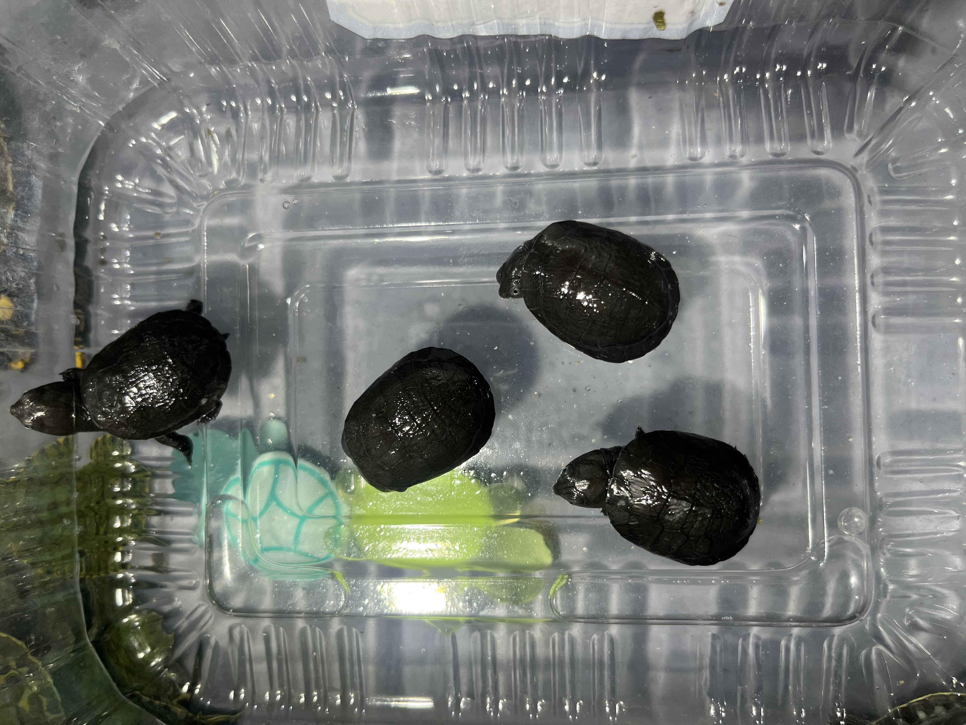 沼泽测颈龟全品苗子卡3