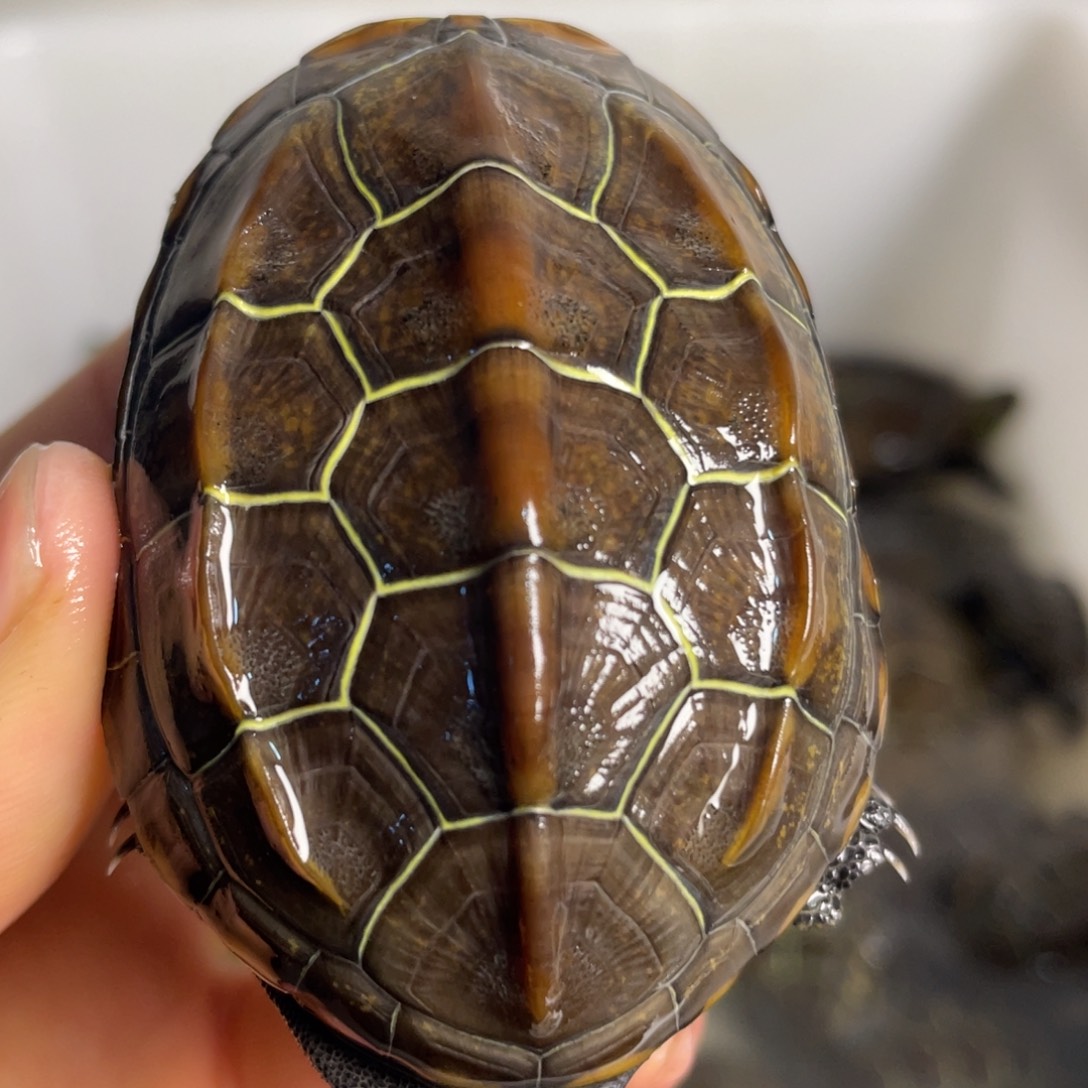 苏北金线冷水草龟