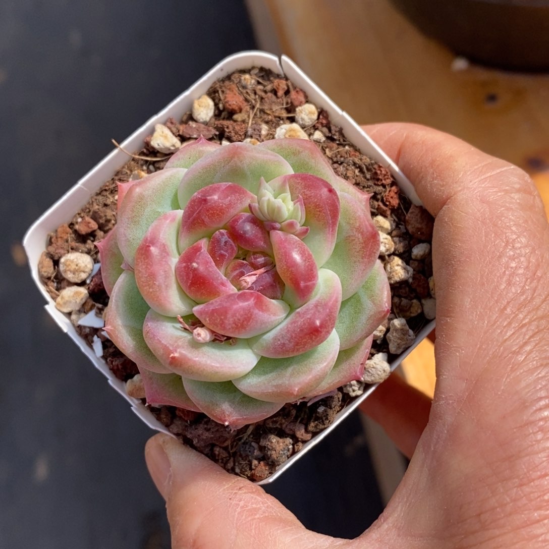 精品多肉一物一拍不包整67