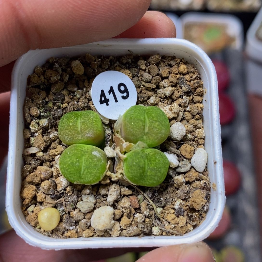 墨杂多肉植物419