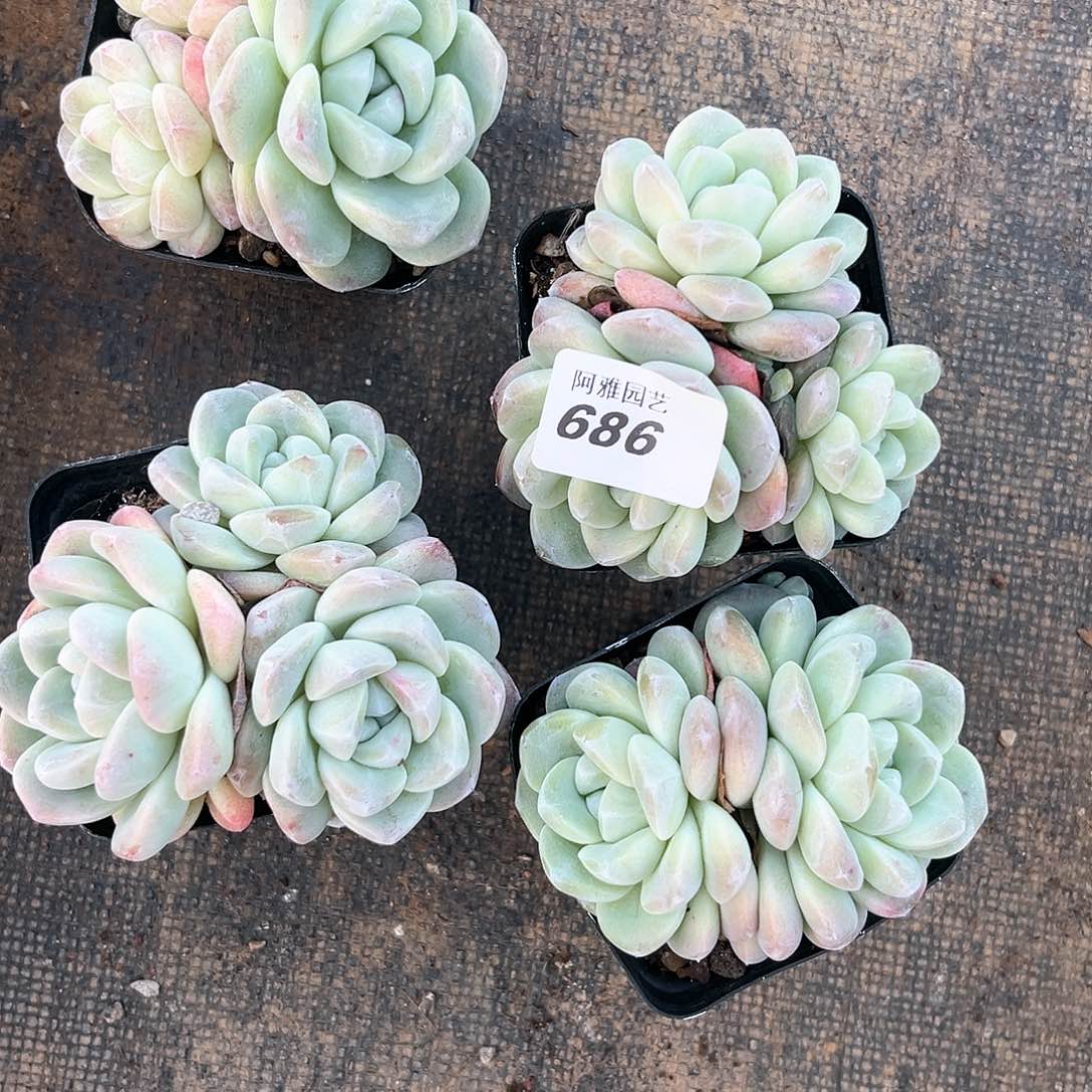 阿雅园艺。       686