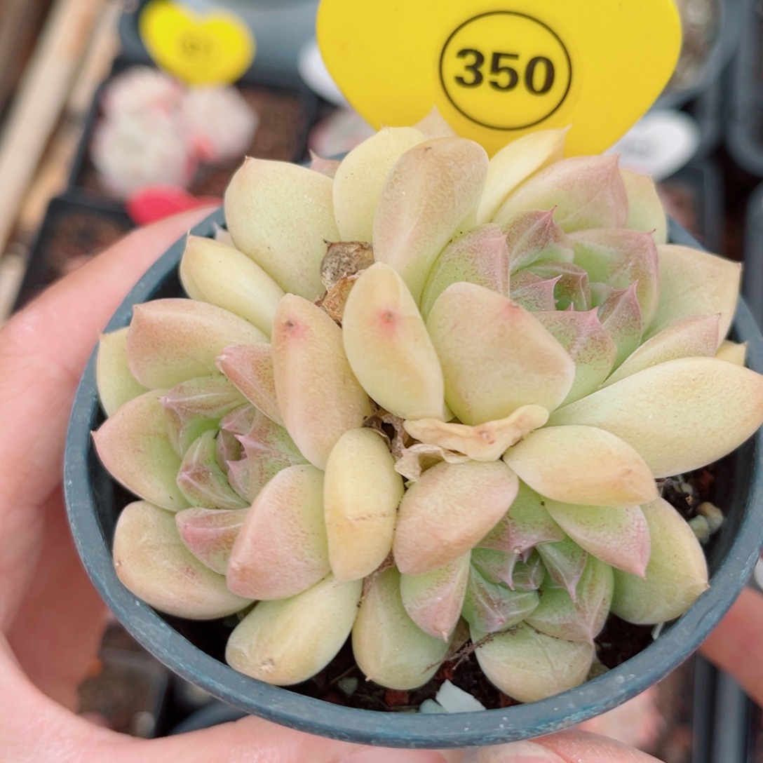 350号小老桩珍妮群