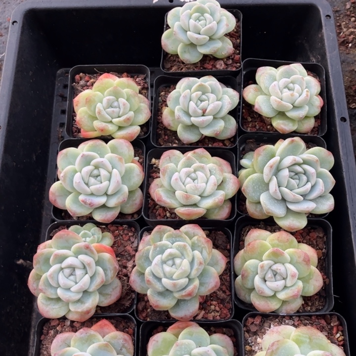 冰玉多肉七方盆一组13个21号