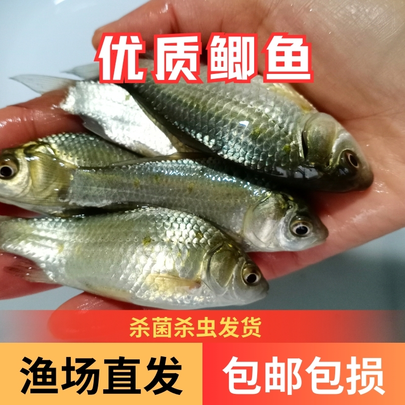 【活体】贵州鲫鱼高背鲫鱼大板鲫鱼（2-12厘米）观赏鱼淡水鱼冷水鱼