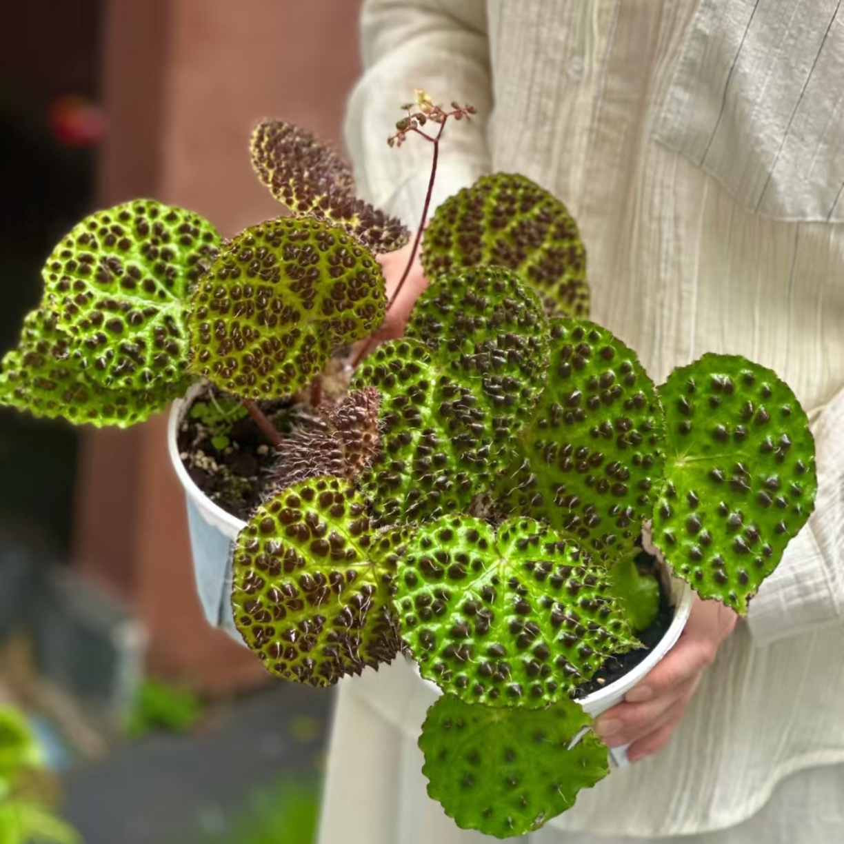 【黑峰·秋海棠】银色金属斑块叶片厚实好养纹路清晰漂漂亮