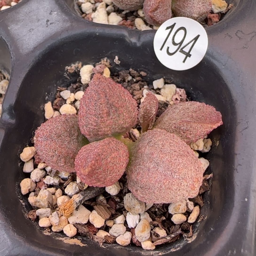 粉晶哈默杂多肉植物194