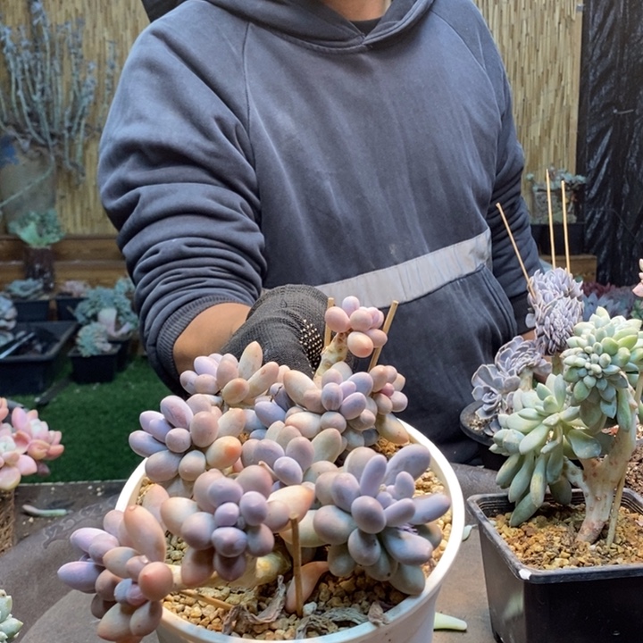 默***51号汤圆多肉植物