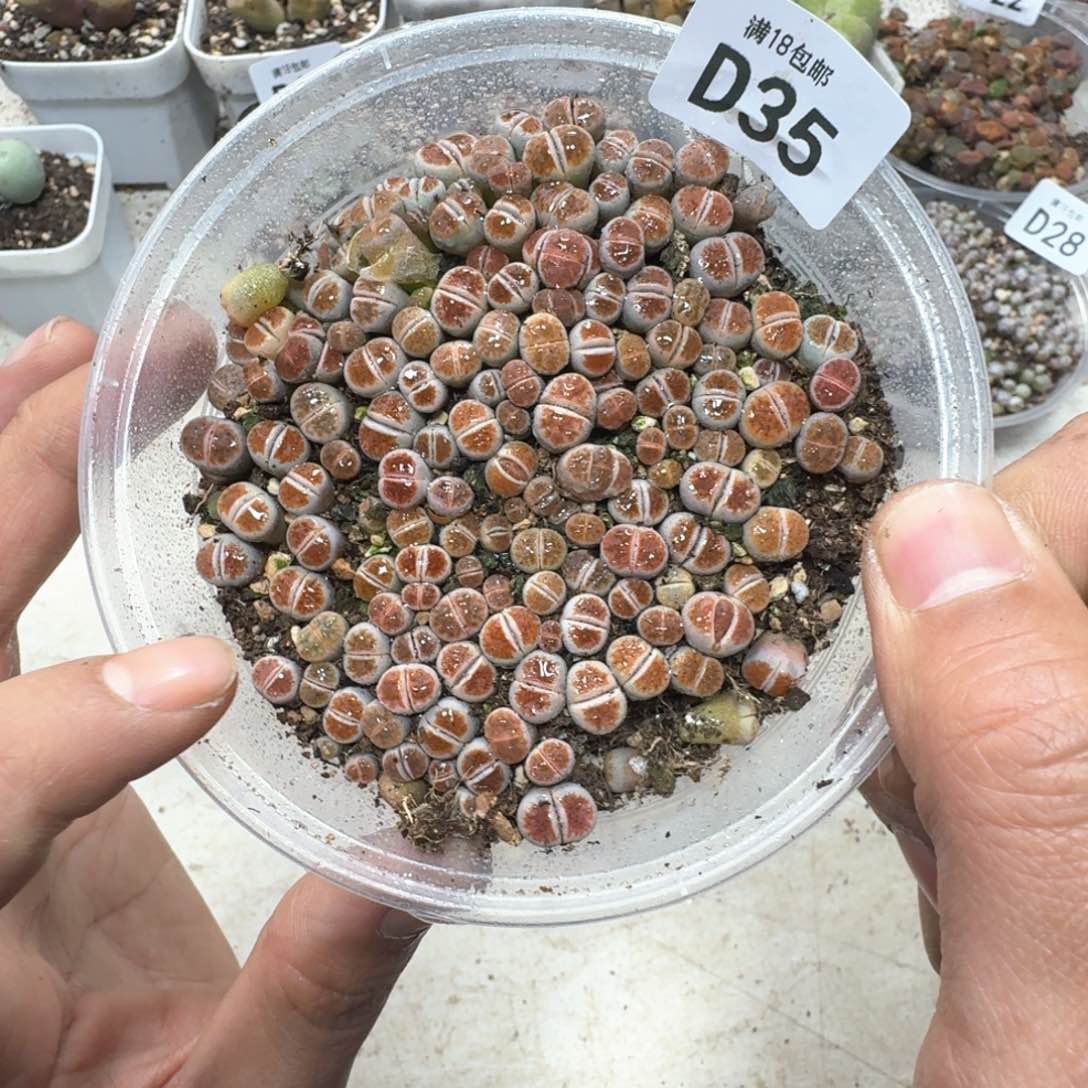 D35 红窗一大盒福利