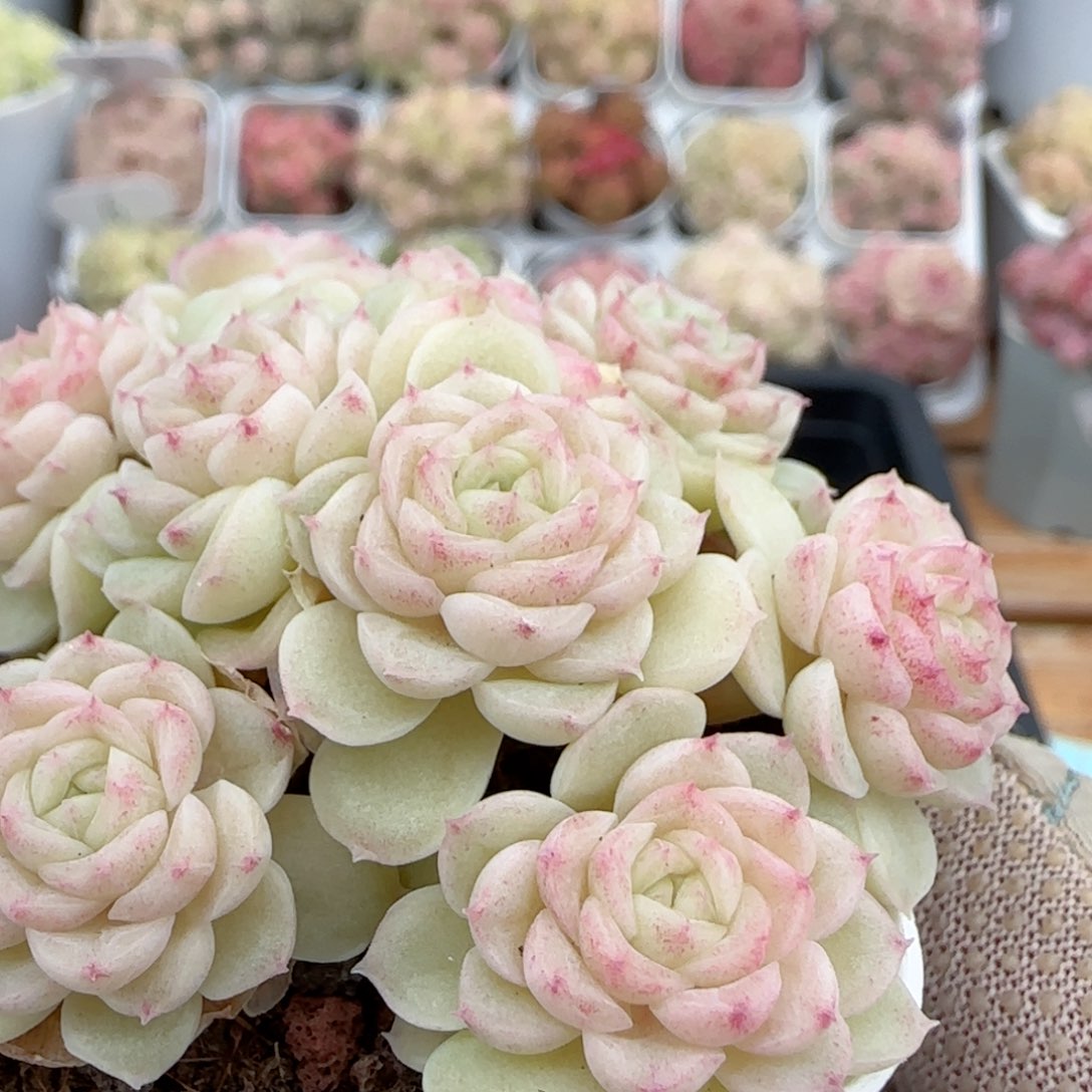 【闪购商品】0126-62（ppt-47）