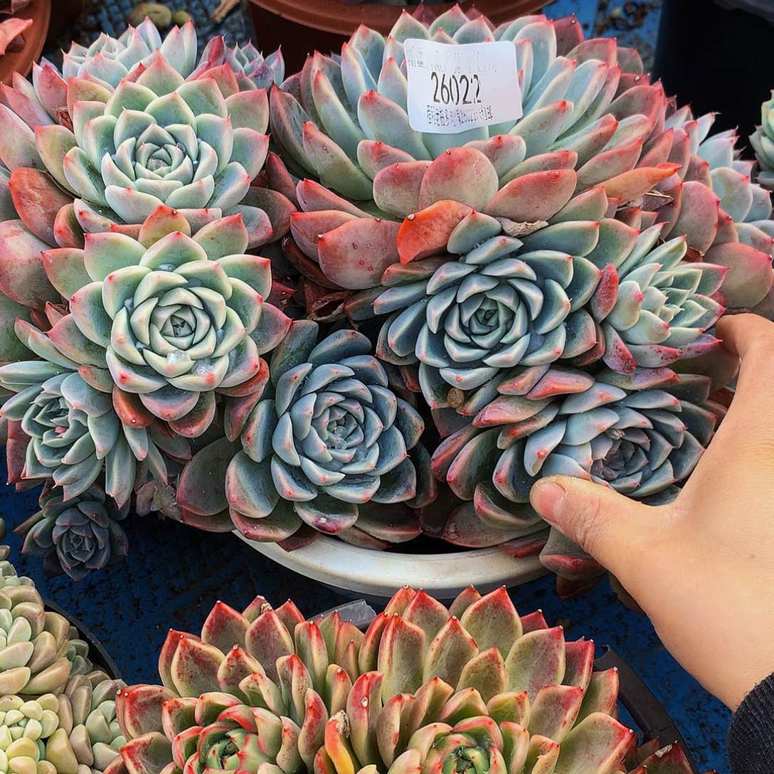 铁***主如梦令26022吨肉多肉