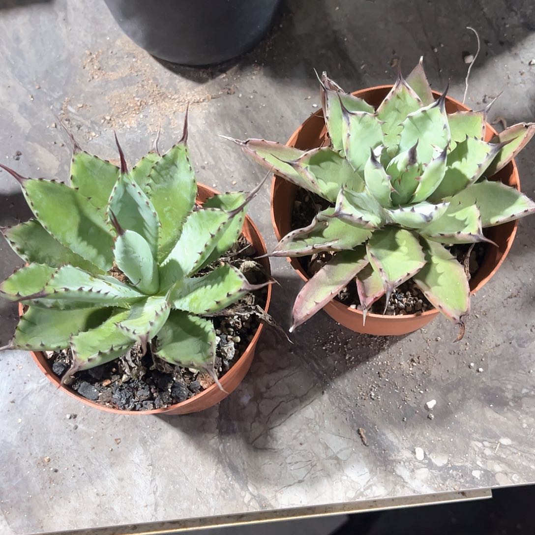 Y****o龙舌兰曲八，姬八雷组合30